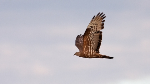 honey buzzard derbyshire wildlife