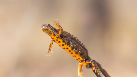 Great crested newt, The Wildlife Trusts 