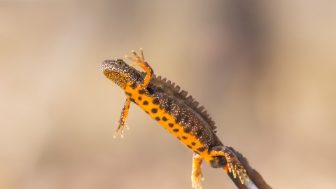 Great crested newt, The Wildlife Trusts