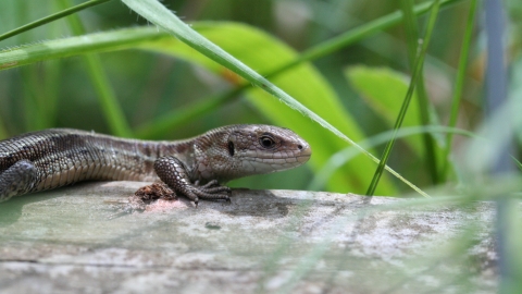 Common lizard, Philip Precey 