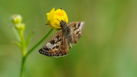 Dingy skipper, Amy Lewis 