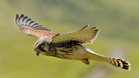 Kestrel, Steve Waterhouse 