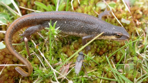 Palmate newt, Philip Precey