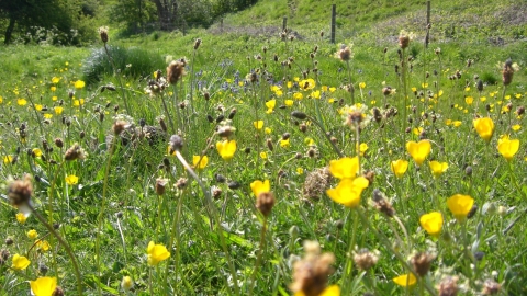 Rose End Meadows, Roy Smith