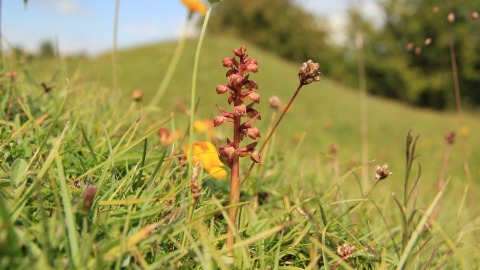 Frog orchid, Kieron Huston