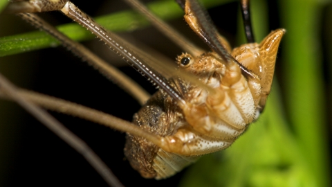 Harvestman (Phalangium opilio) male