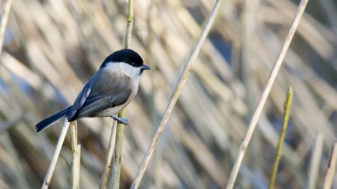 Willow tit, Paul Shaw