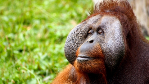 Orangutan -Borneo