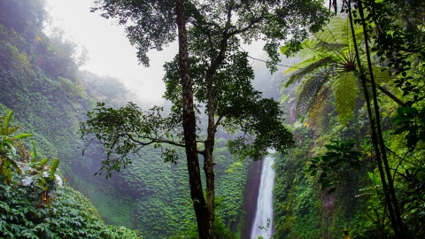 Tropical forest