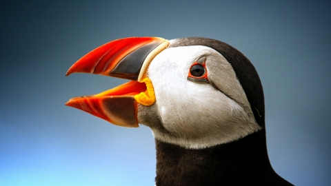 Puffin from pexel