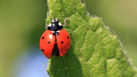 seven spot ladybird