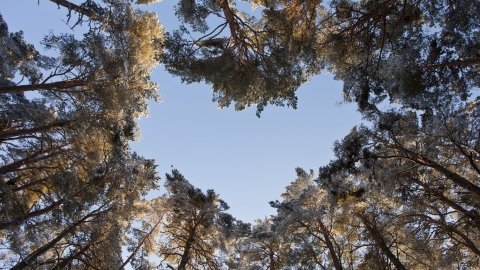 woodland heart