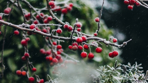 christmas tree berries