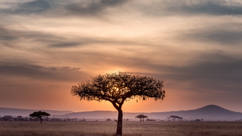 Africa local groups