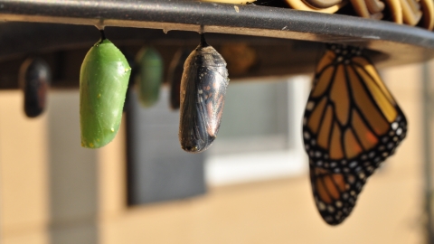 butterflies pupa