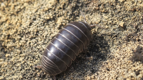 Pill woodlouse