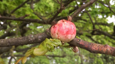 oak apple gall