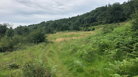 Thornhill Carr Nature Reserve