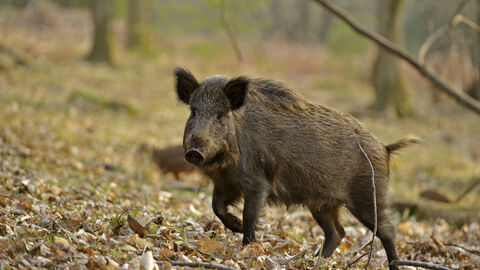 Wild boar