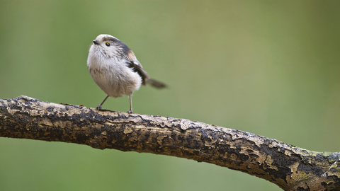 Long-tailed tit