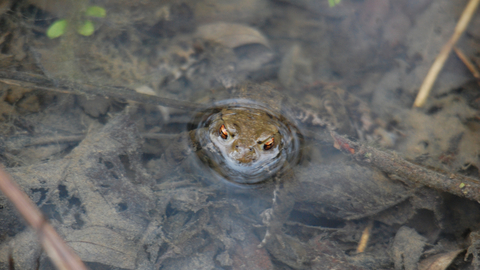 Golden Brook Nature Reserve