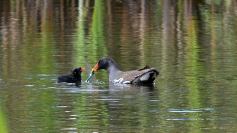 Golden Brook Nature Reserve