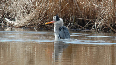 Heron Bathing at Golden Brook