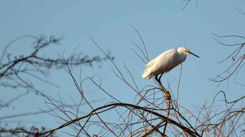 Little Egret at Golden Brook