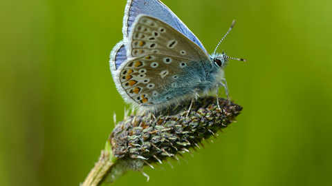 Common blue butterfly