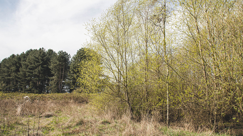 Derwent Meadows woodland