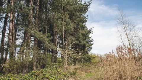 Derwent meadows woodland