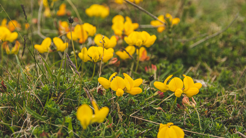 Bird's-foot trefoil at Priestcliffe Lees