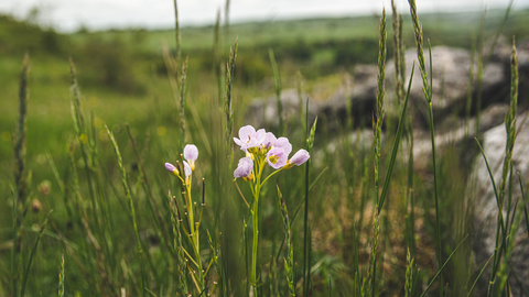 Cuckoo Flower at Priestcliffe Lees