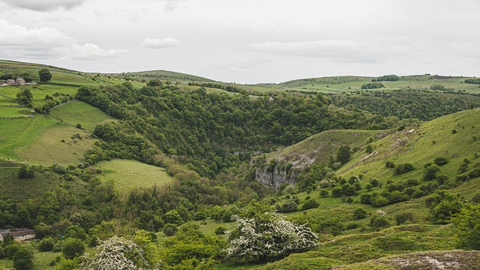 Priestcliffe Lees