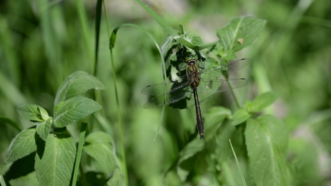 A downy emerald dragonfly perched on pondside vegetation