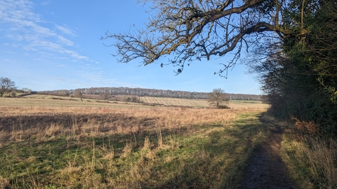 A view of the edge of the feild