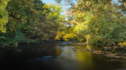 a river with overhanging trees and sunlight breaking through