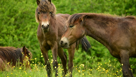 ponies