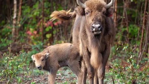 bison