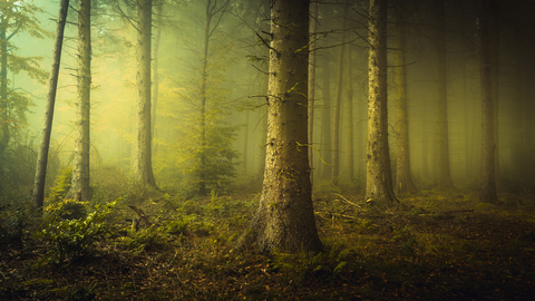 a photograph of a forest with low light