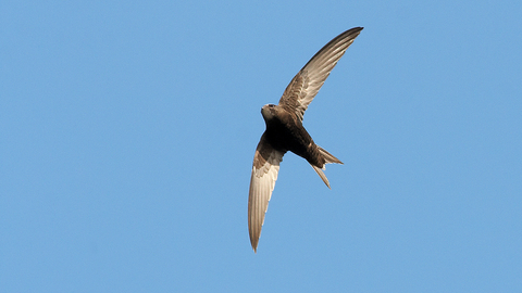 A photograph of a swift flying overhead with a blue sky