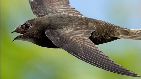 Close up of a swift flying