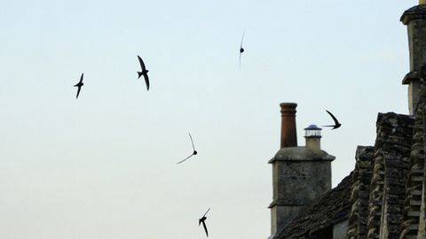 A group of swifts flying together over roofs 