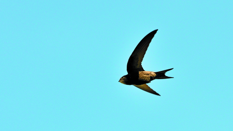 swift flying in the sky