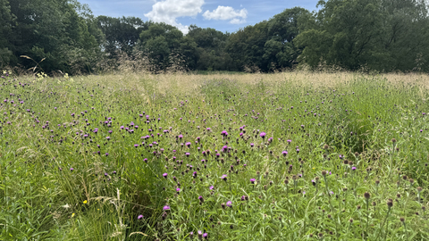 A meadow at Allestree Park