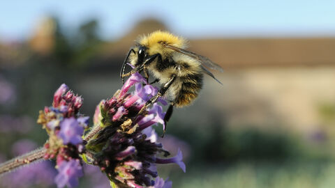 Common Carder Bumblebee on a flower
