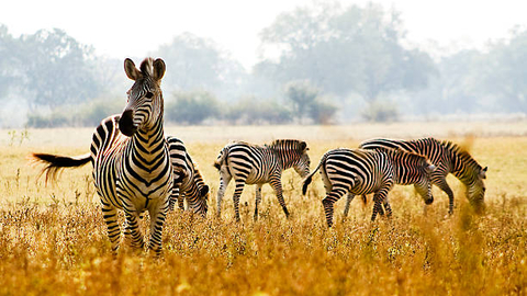 five zebras in a long brown grass