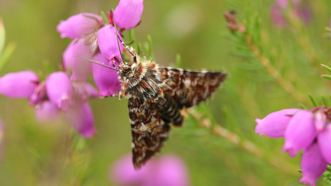a yellow underwing perched on a flower