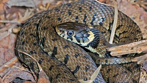 Grass snake in leaves