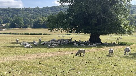 sheep sheltering in the shade under a tree in a field